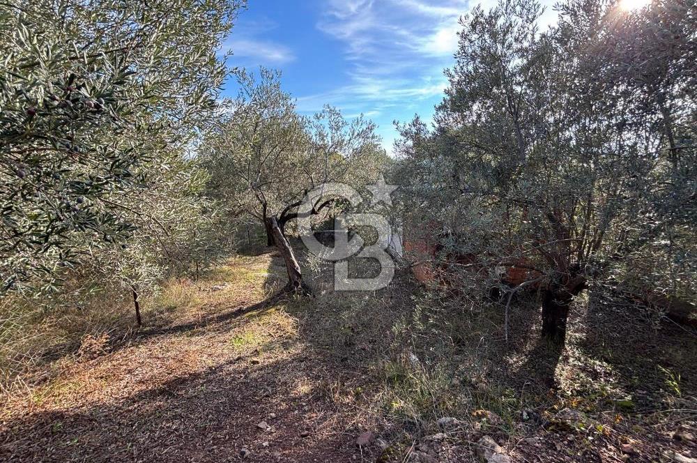 Çanakkale Ayvacık Ahmetçe Köyü 537 Metre Satılık Zeytinlik