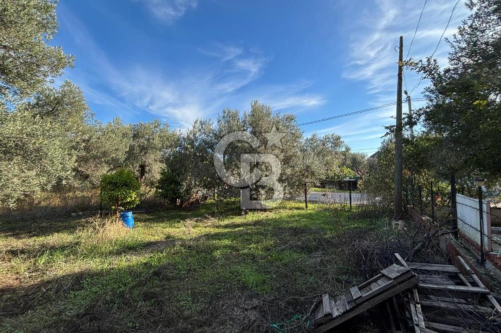 Çanakkale Ayvacık Ahmetçe Köyü 537 Metre Satılık Zeytinlik