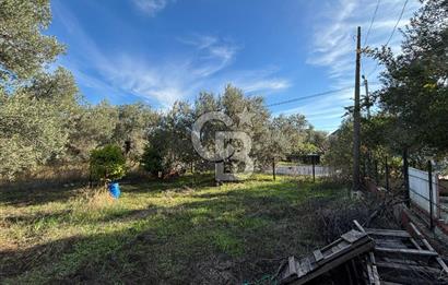 Çanakkale Ayvacık Ahmetçe Köyü 537 Metre Satılık Zeytinlik