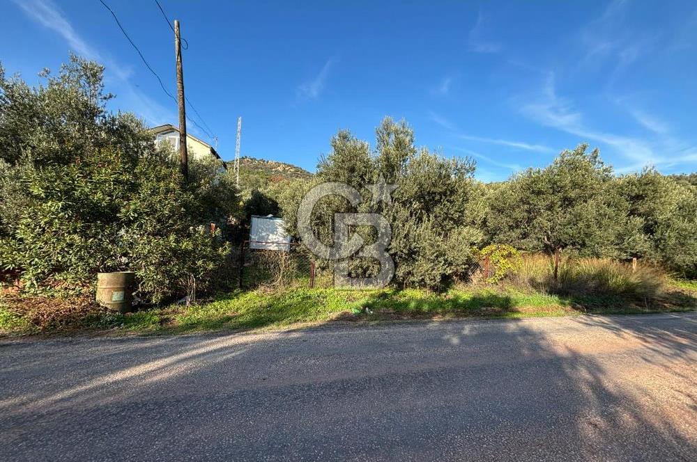 Çanakkale Ayvacık Ahmetçe Köyü 537 Metre Satılık Zeytinlik