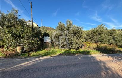 Çanakkale Ayvacık Ahmetçe Köyü 537 Metre Satılık Zeytinlik