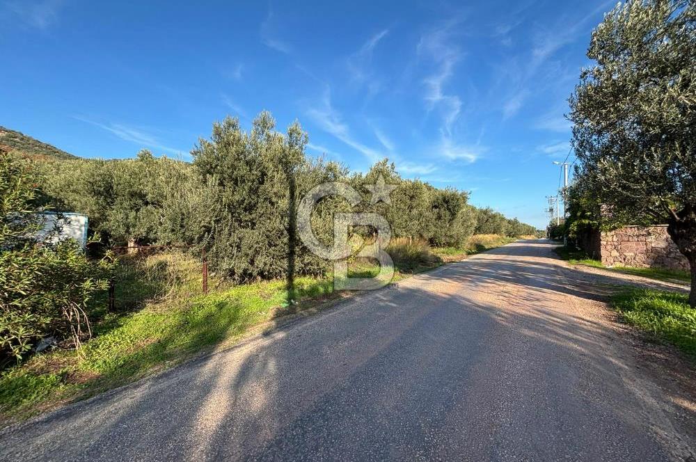 Çanakkale Ayvacık Ahmetçe Köyü 537 Metre Satılık Zeytinlik