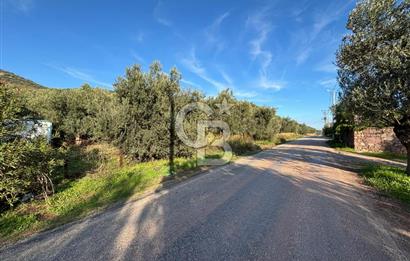 Çanakkale Ayvacık Ahmetçe Köyü 537 Metre Satılık Zeytinlik