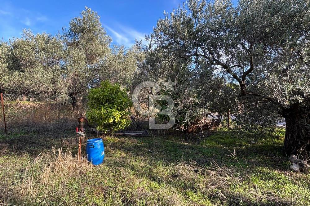 Çanakkale Ayvacık Ahmetçe Köyü 537 Metre Satılık Zeytinlik