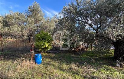 Çanakkale Ayvacık Ahmetçe Köyü 537 Metre Satılık Zeytinlik