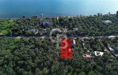 Çanakkale Ayvacık Ahmetçe Köyü 537 Metre Satılık Zeytinlik