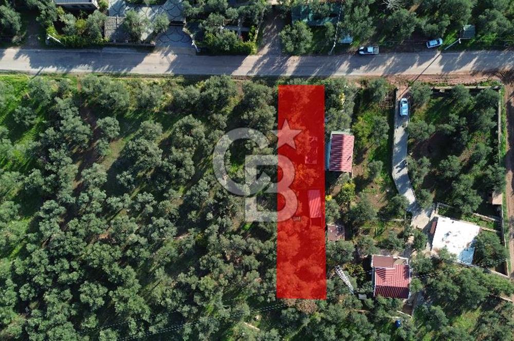 Çanakkale Ayvacık Ahmetçe Köyü 537 Metre Satılık Zeytinlik