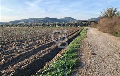 ARIKBAŞI DA SATILIK İMARA YAKIN YATIRIMLIK TARLA
