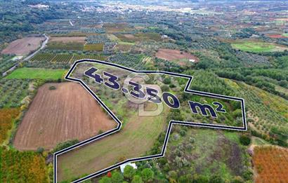 ÇANAKKALE LAPSEKİ UMURBEY'DE 43.350m2 TARLA