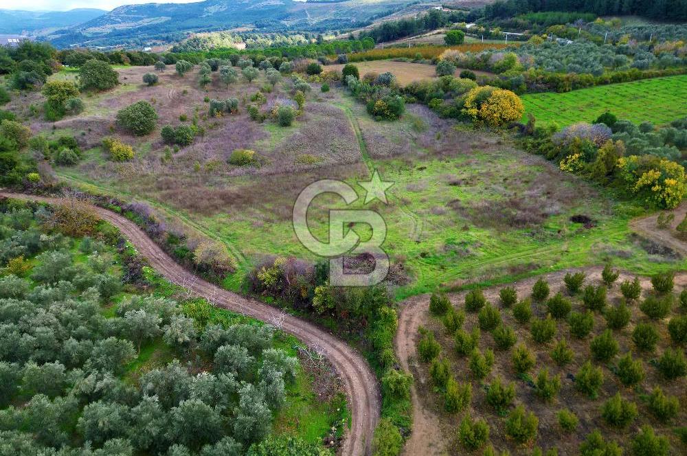 ÇANAKKALE LAPSEKİ UMURBEY'DE 43.350m2 TARLA