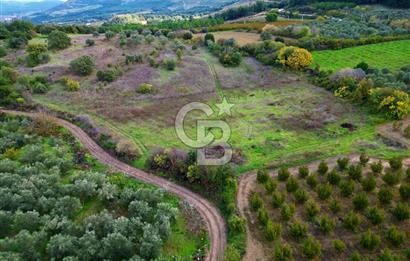 ÇANAKKALE LAPSEKİ UMURBEY'DE 43.350m2 TARLA