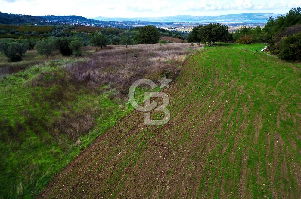 ÇANAKKALE LAPSEKİ UMURBEY'DE 43.350m2 TARLA