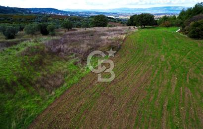 ÇANAKKALE LAPSEKİ UMURBEY'DE 43.350m2 TARLA
