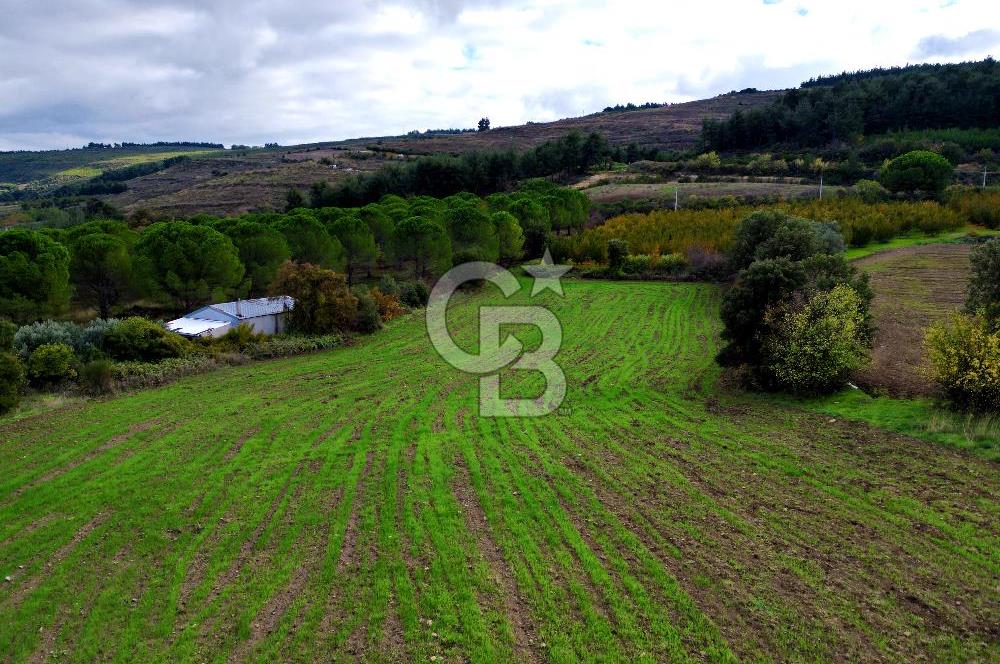 ÇANAKKALE LAPSEKİ UMURBEY'DE 43.350m2 TARLA