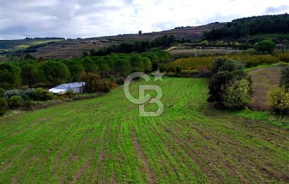 ÇANAKKALE LAPSEKİ UMURBEY'DE 43.350m2 TARLA