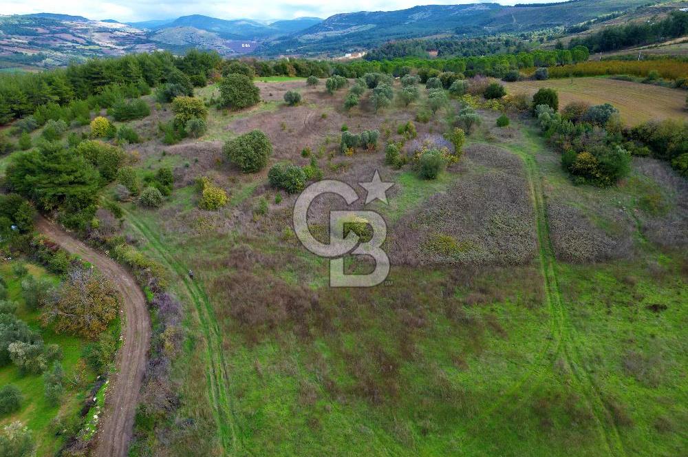 ÇANAKKALE LAPSEKİ UMURBEY'DE 43.350m2 TARLA