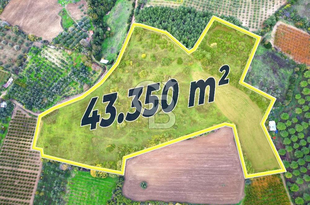 ÇANAKKALE LAPSEKİ UMURBEY'DE 43.350m2 TARLA