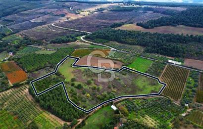 ÇANAKKALE LAPSEKİ UMURBEY'DE 43.350m2 TARLA