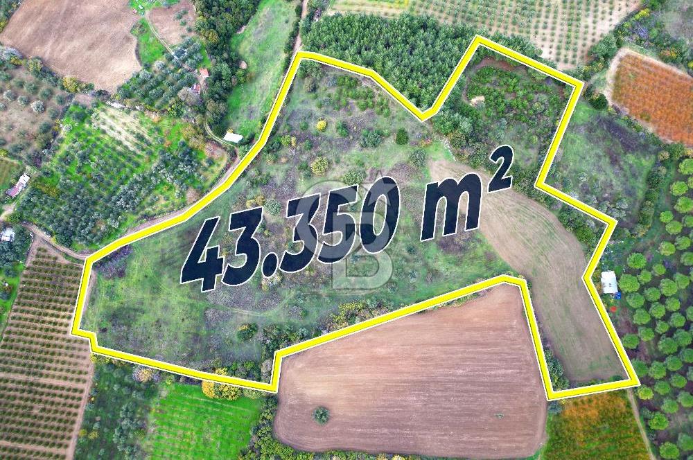 ÇANAKKALE LAPSEKİ UMURBEY'DE 43.350m2 TARLA