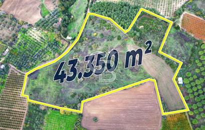 ÇANAKKALE LAPSEKİ UMURBEY'DE 43.350m2 TARLA
