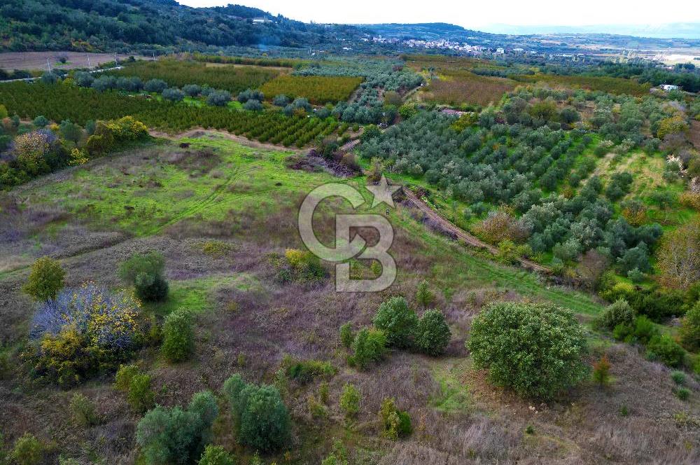 ÇANAKKALE LAPSEKİ UMURBEY'DE 43.350m2 TARLA