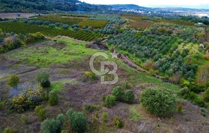 ÇANAKKALE LAPSEKİ UMURBEY'DE 43.350m2 TARLA