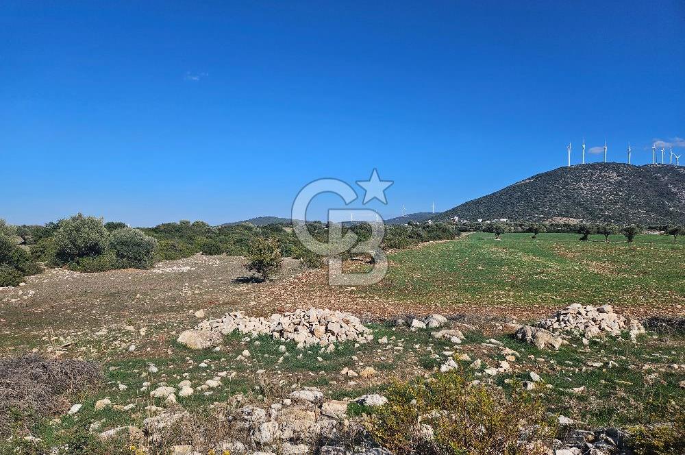 DİDİM SATILIK TARLA 109.000.000 TL DENİZ KÖY MAH