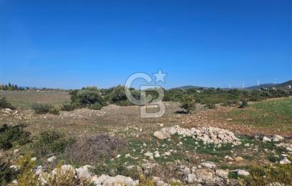 DİDİM SATILIK TARLA 109.000.000 TL DENİZ KÖY MAH