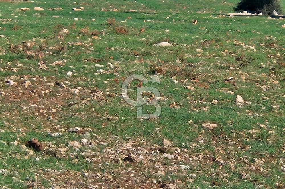 DİDİM SATILIK TARLA 109.000.000 TL DENİZ KÖY MAH