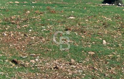 DİDİM SATILIK TARLA 109.000.000 TL DENİZ KÖY MAH