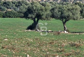 DİDİM SATILIK TARLA 109.000.000 TL DENİZ KÖY MAH - 7 - 313350