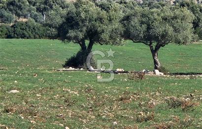 DİDİM SATILIK TARLA 109.000.000 TL DENİZ KÖY MAH