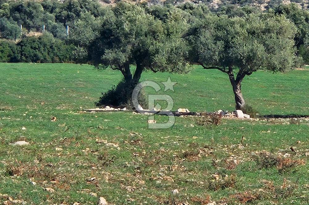 DİDİM SATILIK TARLA 109.000.000 TL DENİZ KÖY MAH