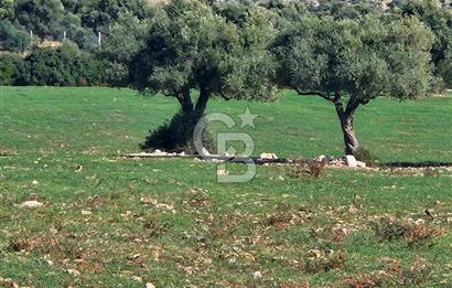 DİDİM SATILIK TARLA 109.000.000 TL DENİZ KÖY MAH