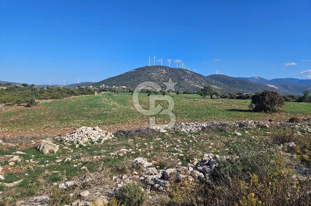 DİDİM SATILIK TARLA 109.000.000 TL DENİZ KÖY MAH