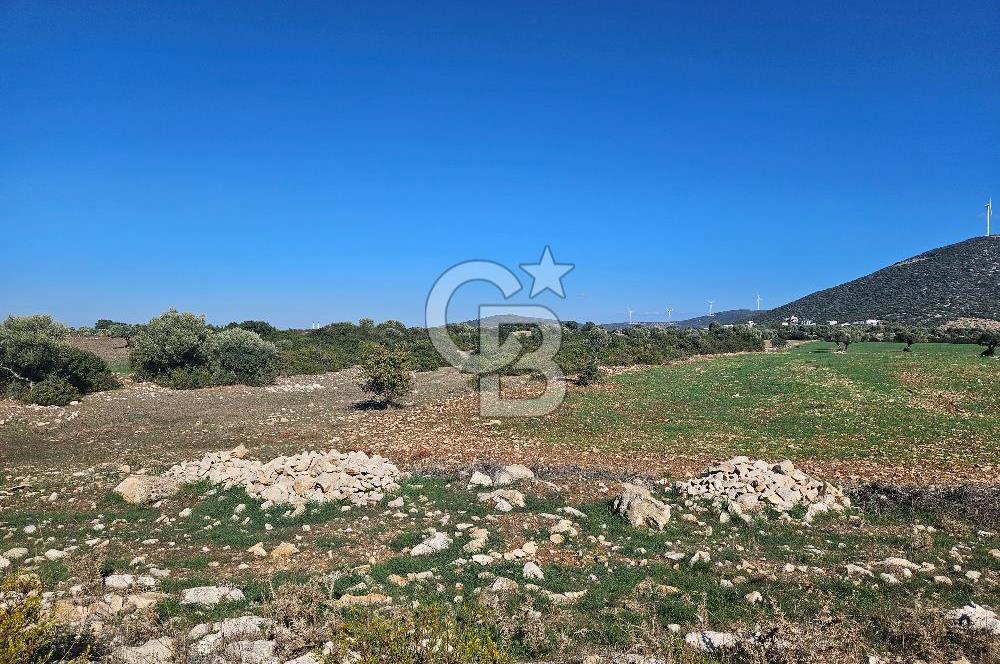 DİDİM SATILIK TARLA 109.000.000 TL DENİZ KÖY MAH