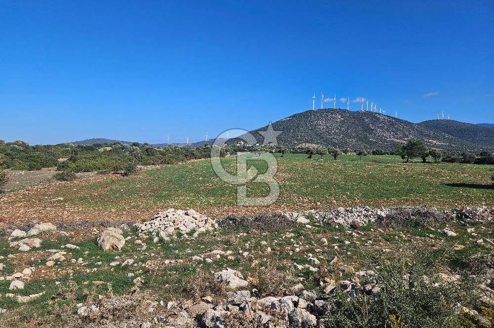 DİDİM SATILIK TARLA 109.000.000 TL DENİZ KÖY MAH