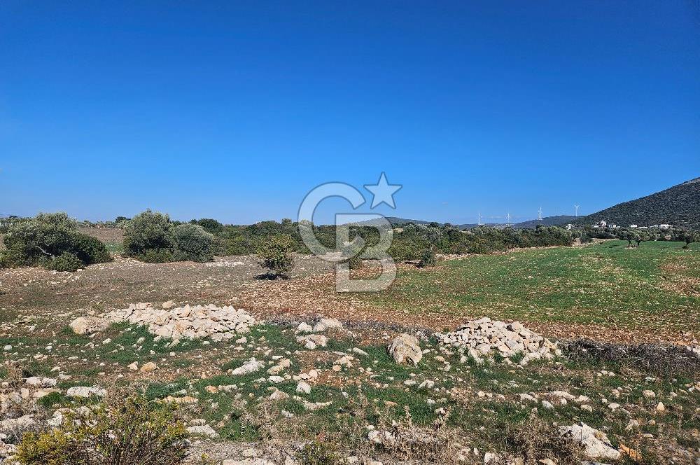 DİDİM SATILIK TARLA 109.000.000 TL DENİZ KÖY MAH