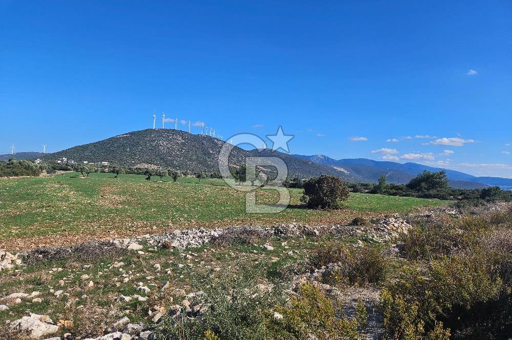 DİDİM SATILIK TARLA 109.000.000 TL DENİZ KÖY MAH