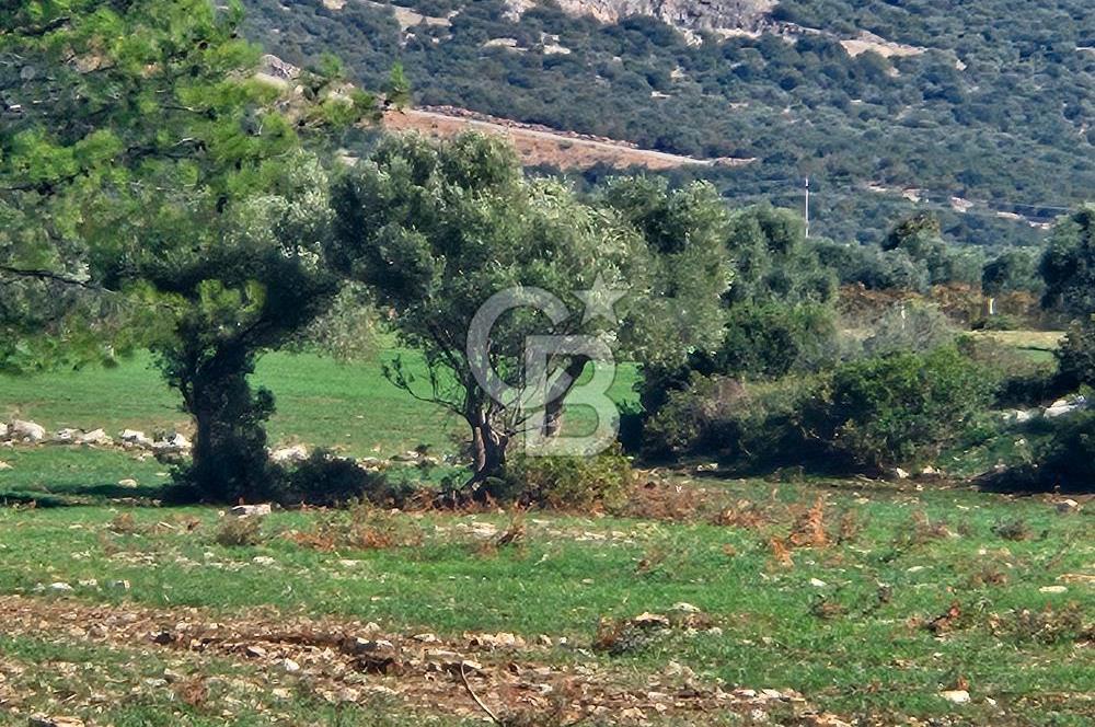 DİDİM SATILIK TARLA 109.000.000 TL DENİZ KÖY MAH