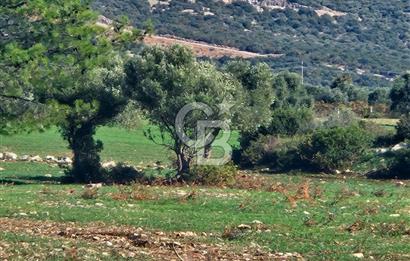 DİDİM SATILIK TARLA 109.000.000 TL DENİZ KÖY MAH