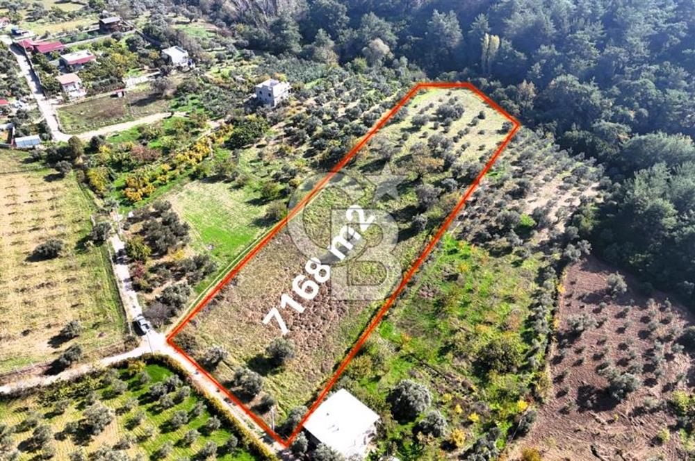 İZMİR BUCA DOĞANCILAR KÖYE YAKIN TEK TAPU 7168 m2 SATILIK TARLA