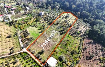 İZMİR BUCA DOĞANCILAR KÖYE YAKIN TEK TAPU 7168 m2 SATILIK TARLA
