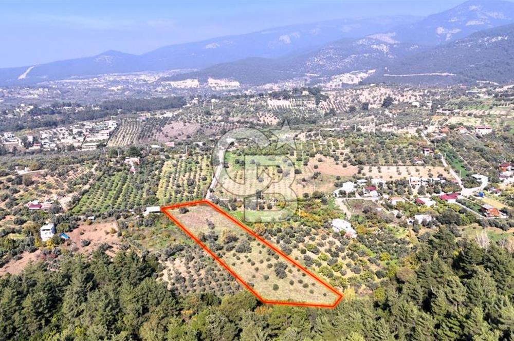 İZMİR BUCA DOĞANCILAR KÖYE YAKIN TEK TAPU 7168 m2 SATILIK TARLA