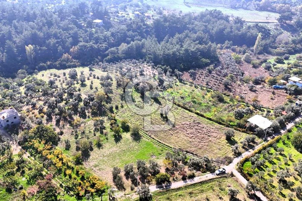 İZMİR BUCA DOĞANCILAR KÖYE YAKIN TEK TAPU 7168 m2 SATILIK TARLA
