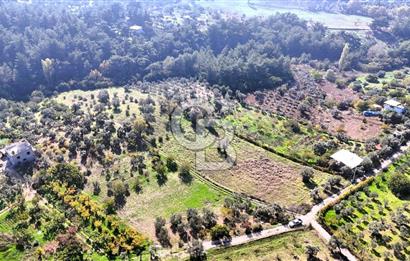 İZMİR BUCA DOĞANCILAR KÖYE YAKIN TEK TAPU 7168 m2 SATILIK TARLA