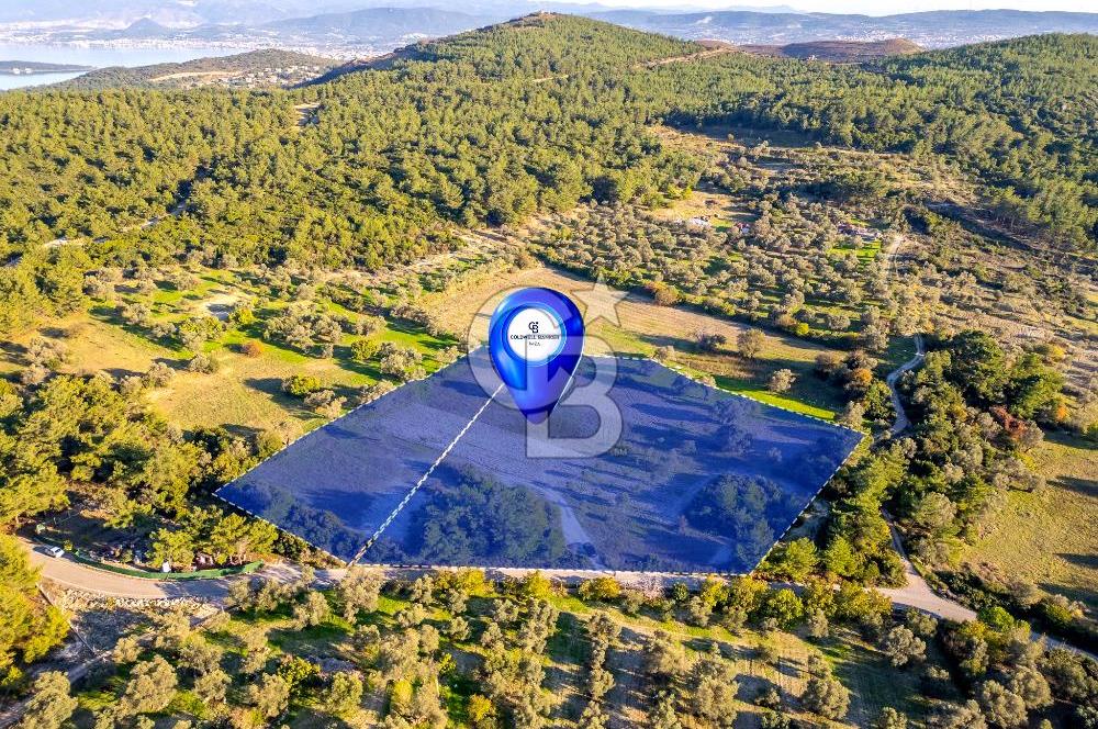 URLA ÖZBEK MAH. TOPLAM 13.341 M2 SATILIK 2 AYRI PARSEL