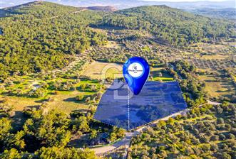 URLA ÖZBEK MAH. TOPLAM 13.341 M2 SATILIK 2 AYRI PARSEL - 1 - 315801