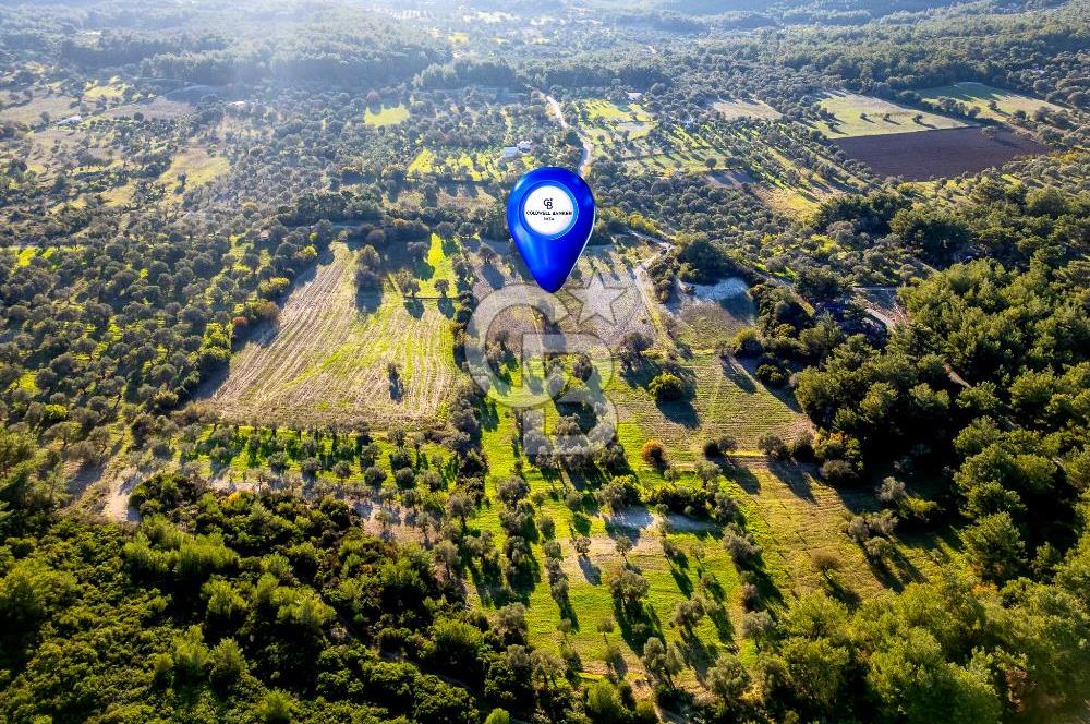 URLA ÖZBEK MAH. TOPLAM 13.341 M2 SATILIK 2 AYRI PARSEL