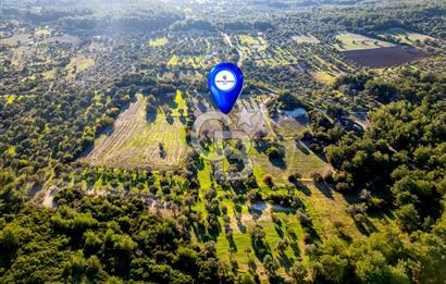 URLA ÖZBEK MAH. TOPLAM 13.341 M2 SATILIK 2 AYRI PARSEL